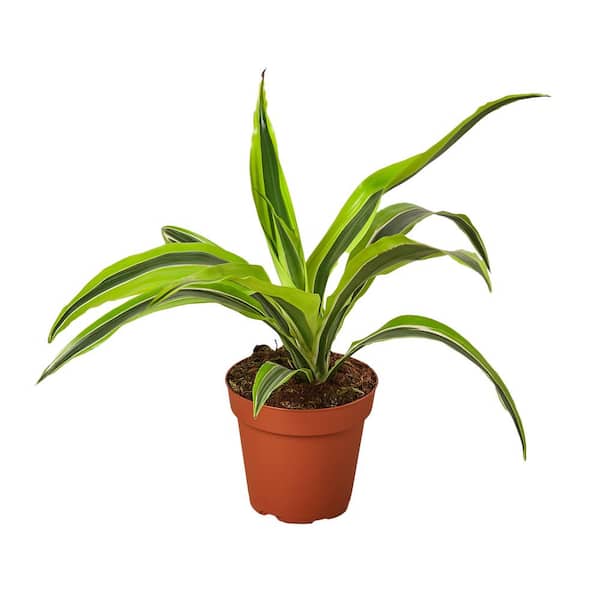 PPC INTERNATIONAL LLC Lemon Surprise Dracaena Deremensis Plant in 4 in. Grower Pot