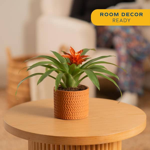 Grower's Choice Bromeliad Indoor Plant in 4 in. Decor Planter, Avg. Shipping Height 1-2 ft. Tall