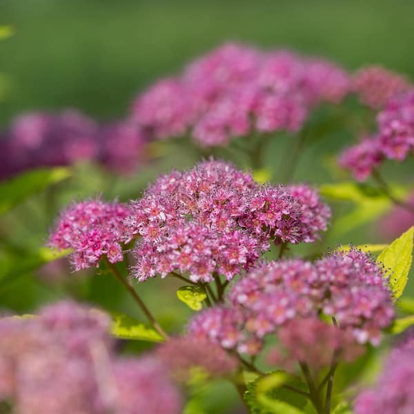 FIRST EDITIONS - 2 Gal. Little Spark Spirea Shrub with Pink Flowers