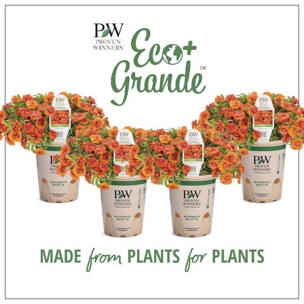 PROVEN WINNERS 4.25 in. Eco+Grande Superbells Double Orange (Calibrachoa) Live Plant, Orange Flowers (4-Pack)
