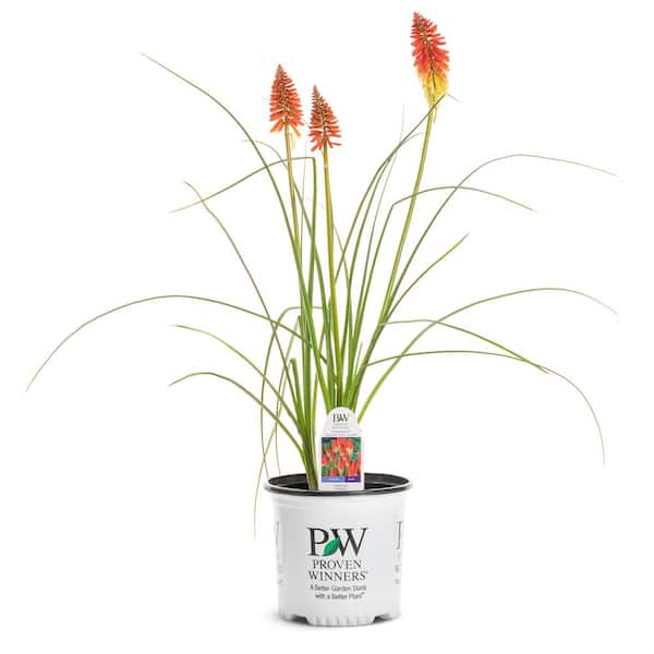 炎花 PROVEN WINNERS 1 Gal. Pyromania 'Rocket's Red Glare' Red Hot Poker