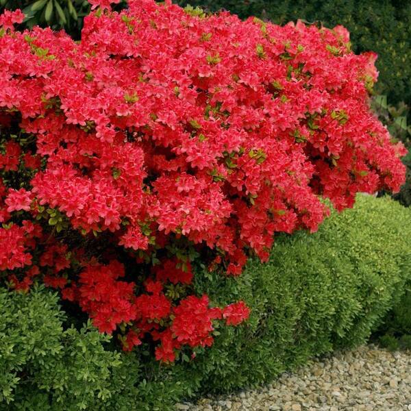  Gal. Stewartstonian Azalea Shrub with Orange-Red Flowers and Green  Foliage 17312 - The Home Depot