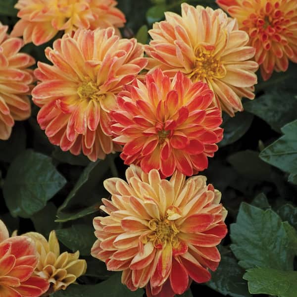 Pure Beauty Farms 2.5 QT. Dahlia Plant with Assorted Flowers