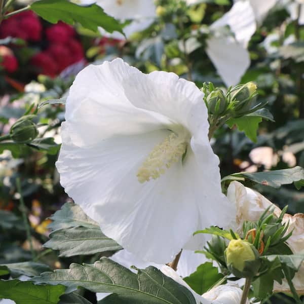 Proven Winners 1 gal. Paraplu Pure White Rose of Sharon (Hibiscus