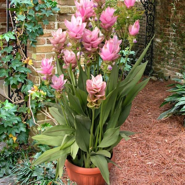national PLANT NETWORK 2.5 Qt. Curcuma Pink Bloom Plant HD1131