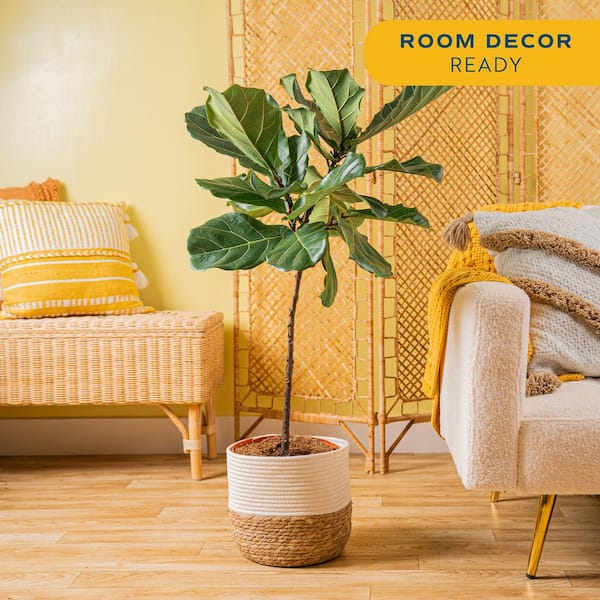 Ficus Lyrata Fiddle Leaf Fig Indoor Plant in 10 in. Decor Basket Planter, Average Shipping Height 3-4 ft. Tall