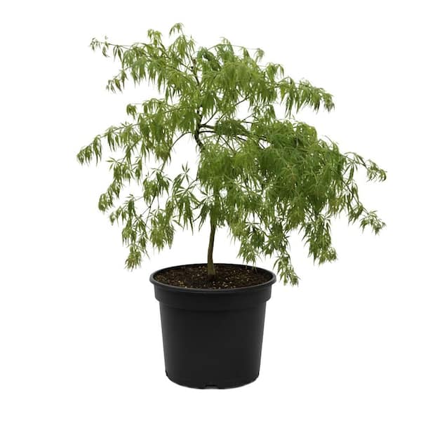 3 gal. Viridis Green Leaf Japanese Maple Tree with Green Spring Foliage; Orange Fall Foliage