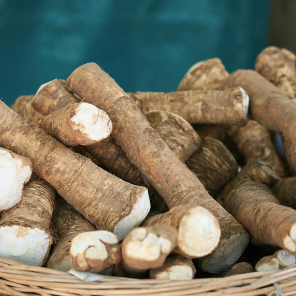 VAN ZYVERDEN Horseradish Set of 5 Plants