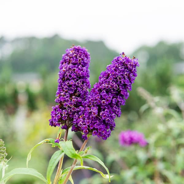 Fragrant Lilac Shrubs for Sale at Arbor Day's Online Tree Nursery - Arbor  Day Foundation