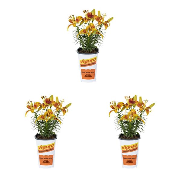 Vigoro 2 qt. Asiatic Lily Tiny Parrot Yellow and Red Bicolor Perennial Plant (3-Pack)