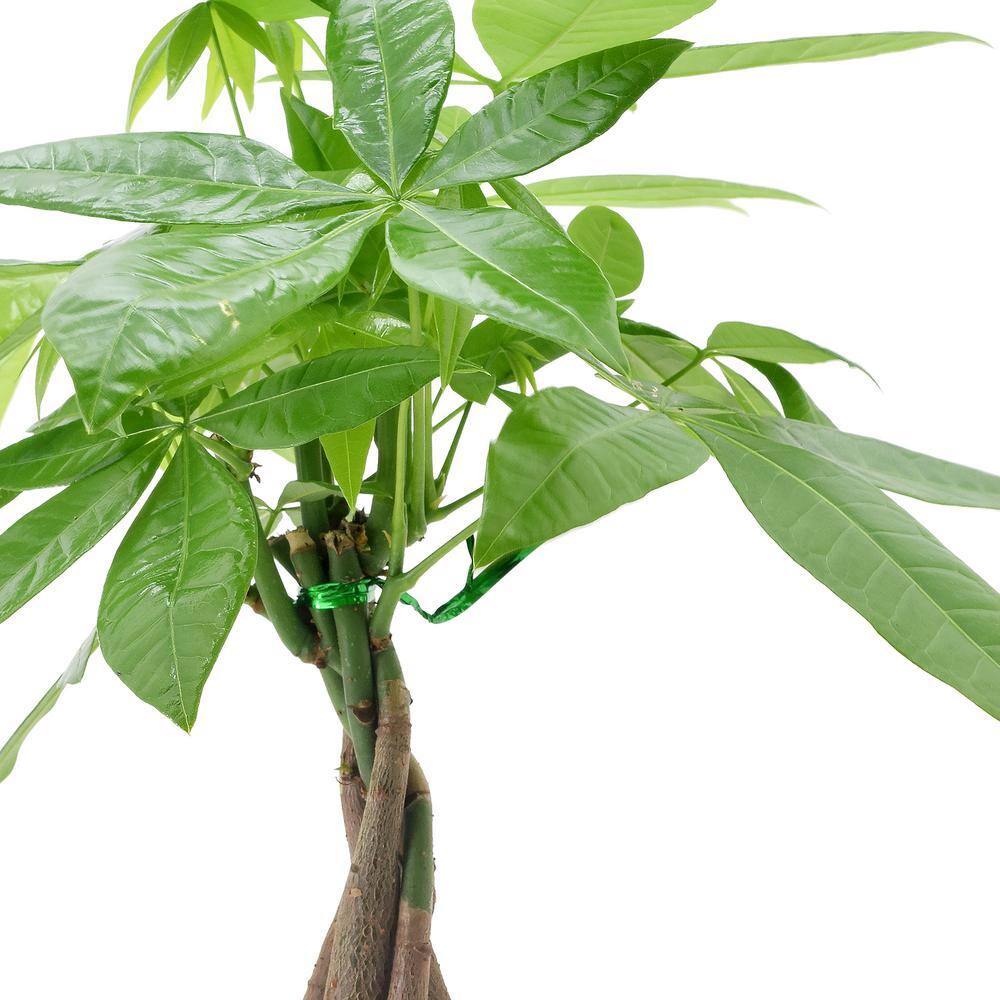 Radiant Red Ceramic 1.2" Money Tree with Year-Round Blooms