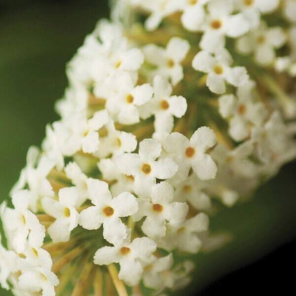 Unbranded 3 Gal. Ivory Buzz Buddleia With Soft White Panicle Bloom Clusters, Live Deciduous Shrub