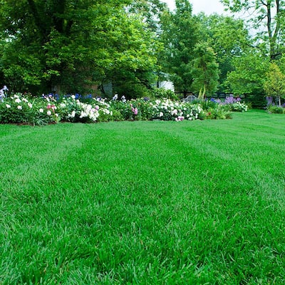 Bermuda Grass Seed Lawn Care The Home Depot