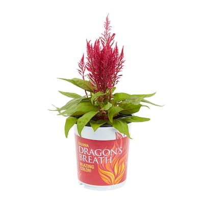 Metrolina Greenhouses 2 5 Qt Red Dragons Breath Celosia Annual Plant 3 Pack 4021 The Home Depot