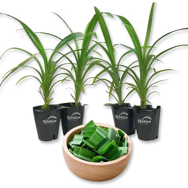 Wekiva Foliage Pandan Plant-4 Live Starter Plants in 2 Inch Pots-Pandanus Amaryllifolius-Fragrant Flavor Sweet Edible Leaves