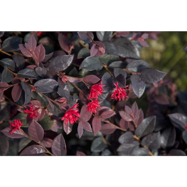 Are loropetalum store poisonous to dogs