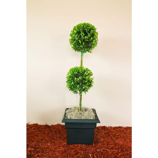 Unbranded 22.7 l 2-Tier Lg Eugenia Shrub Globulus