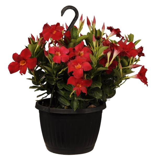 United Nursery Premium 10 In. Hanging Basket 20 In. To 22 In. Tall ...