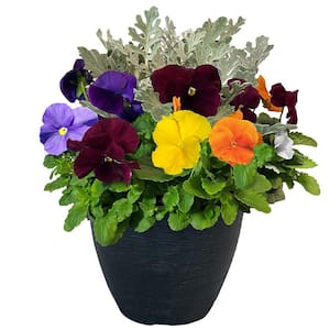 11 in. Pansy Annual Plant in Decorative Pot with Pastel Colored Blooms and Dusty Miller