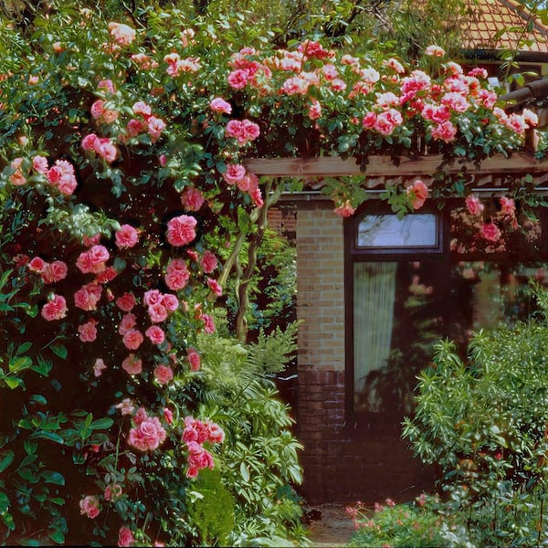 national PLANT NETWORK Bare Root Rose Climbing Zephirine Drouhin