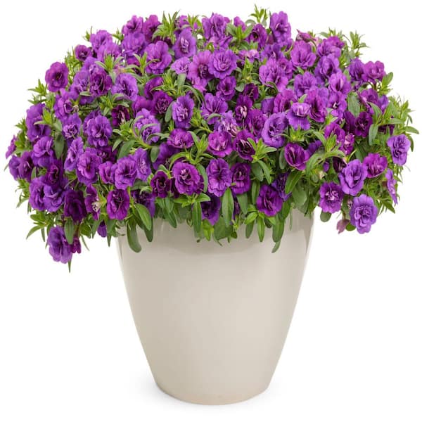 Proven Winners 4.25 in. Eco+ Grande Superbells Double Blue (Calibrachoa hybrid) Live Annual Plant with Blue Flowers 4-Pack
