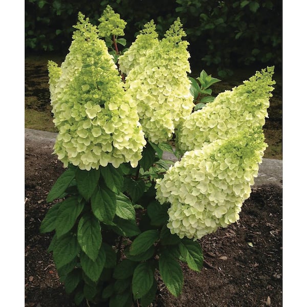 1 Gal. Moonrock Hardy Hydrangea (Paniculata) Live Shrub, Cream and Lime Green Flowers