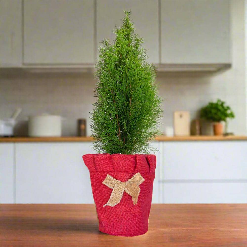 Emerald Green Arborvitae Living Christmas Tree with Red Burlap Wrap