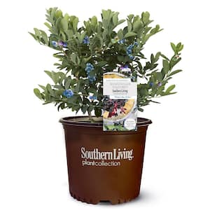 Deals on Southern Living 2 Gal. Takes The Cake Harvest Blueberry Plant