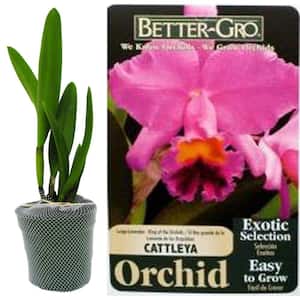4 in. Lavender Cattleya Packaged Orchid