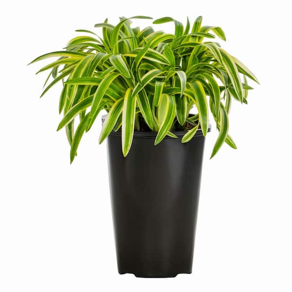 2.5 Qt. Silvery Sunproof Variegated Lily Turf Perennial Plant