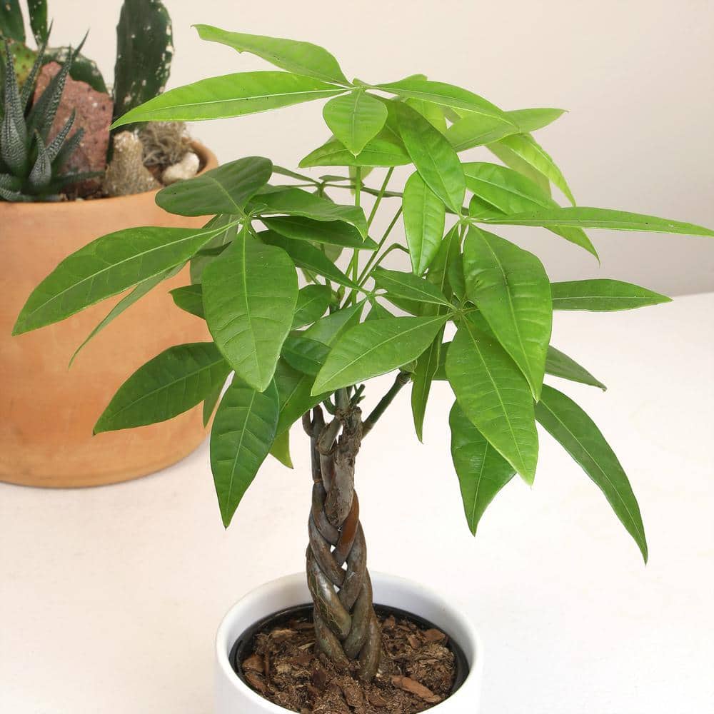 Pachira Aquatica Money Tree in Black Plastic Planter