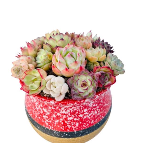 Cesicia Kaleidoscope Succulent Plants Collection Flowers with Red Ceramic Container