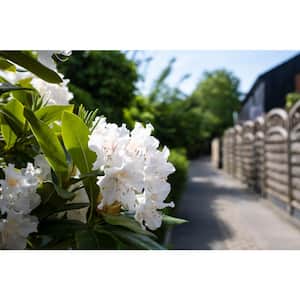 1 Gal. Azalea Girard Pleasant White Live Evergreen Shrub with White Flowers (3-Pack)
