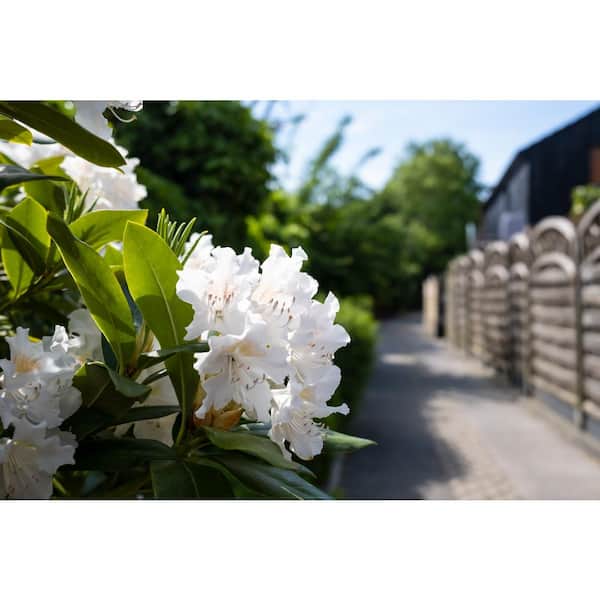 BELL NURSERY 1 Gal. Azalea Girard Pleasant White Live Evergreen Shrub with White Flowers (3-Pack)
