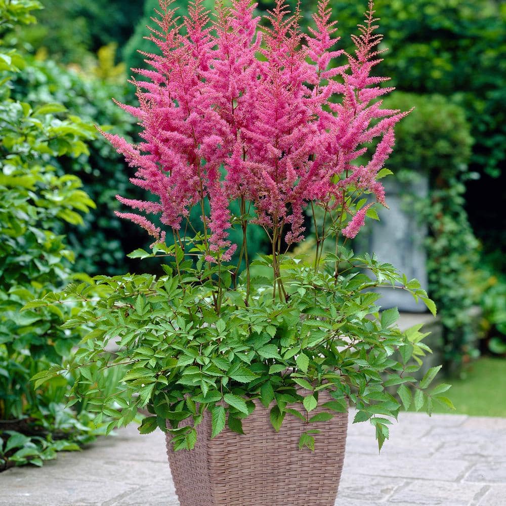 VAN ZYVERDEN Astilbe America Patio Kit With Decorative Rattan Planter ...