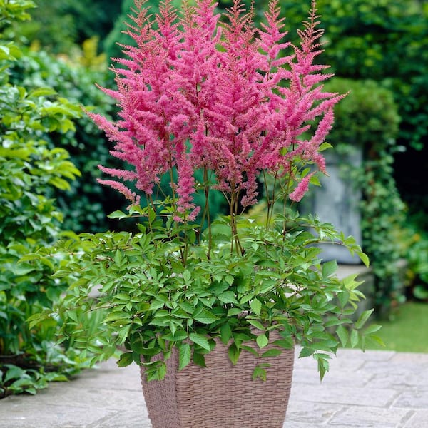 VAN ZYVERDEN Astilbe America Patio Kit With Decorative Rattan Planter, Planting Medium and Root