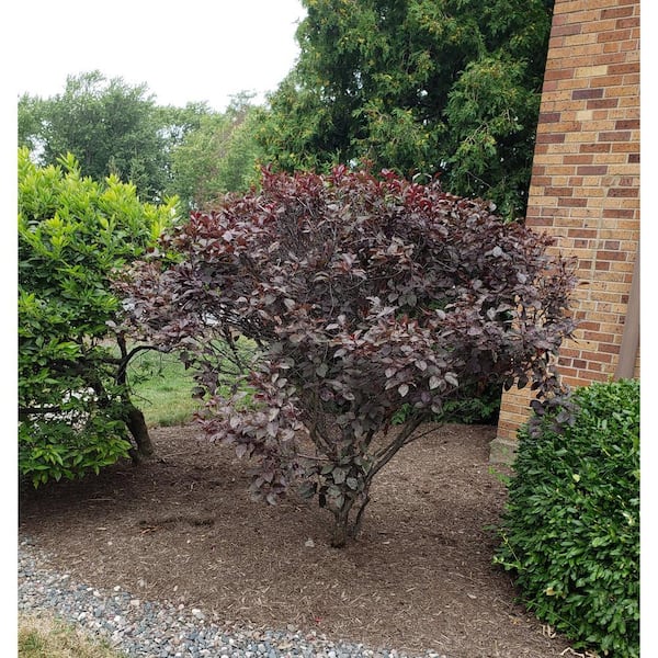 BELL NURSERY 3 Gal. Sand Cherry Flowering Live Shrub with White Blooms
