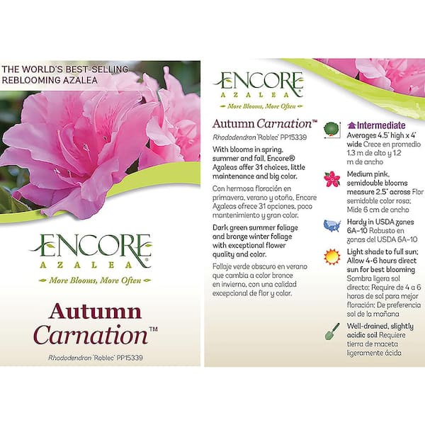 ENCORE AZALEA 1 Gal. Autumn Carnation Shrub with Semi Double Pink Flowers  10325 - The Home Depot