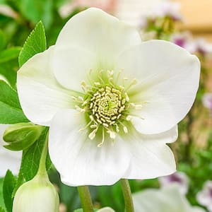 3 in. Pot, Great White Lenten Rose (Helleborus) Potted Flowering Perennial Starter Plant (1-Pack)