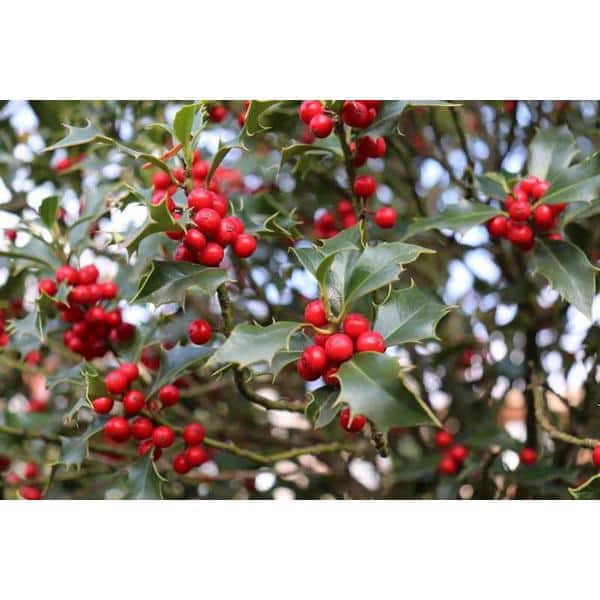 Online Orchards 1 Gal. Red Beauty Holly Shrub Symmetrical Grower with Rich Glossy Leaves and Abundant Bright Red Berries