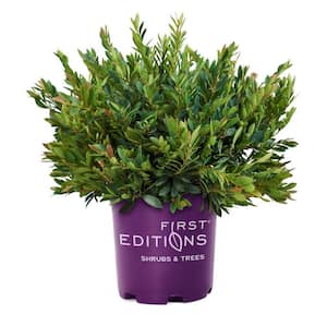 FIRST EDITIONS 2 Gal. Coppertone Distylium Evergreen Shrub, Copper-Red ...