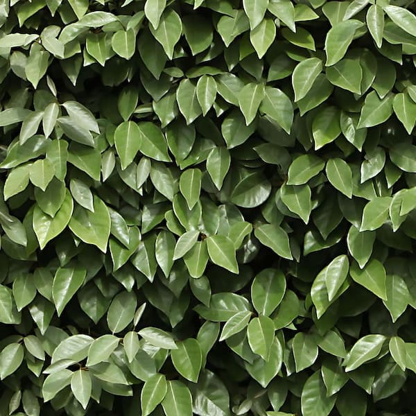 national PLANT NETWORK 1 gal. Elaeagnus Shrub