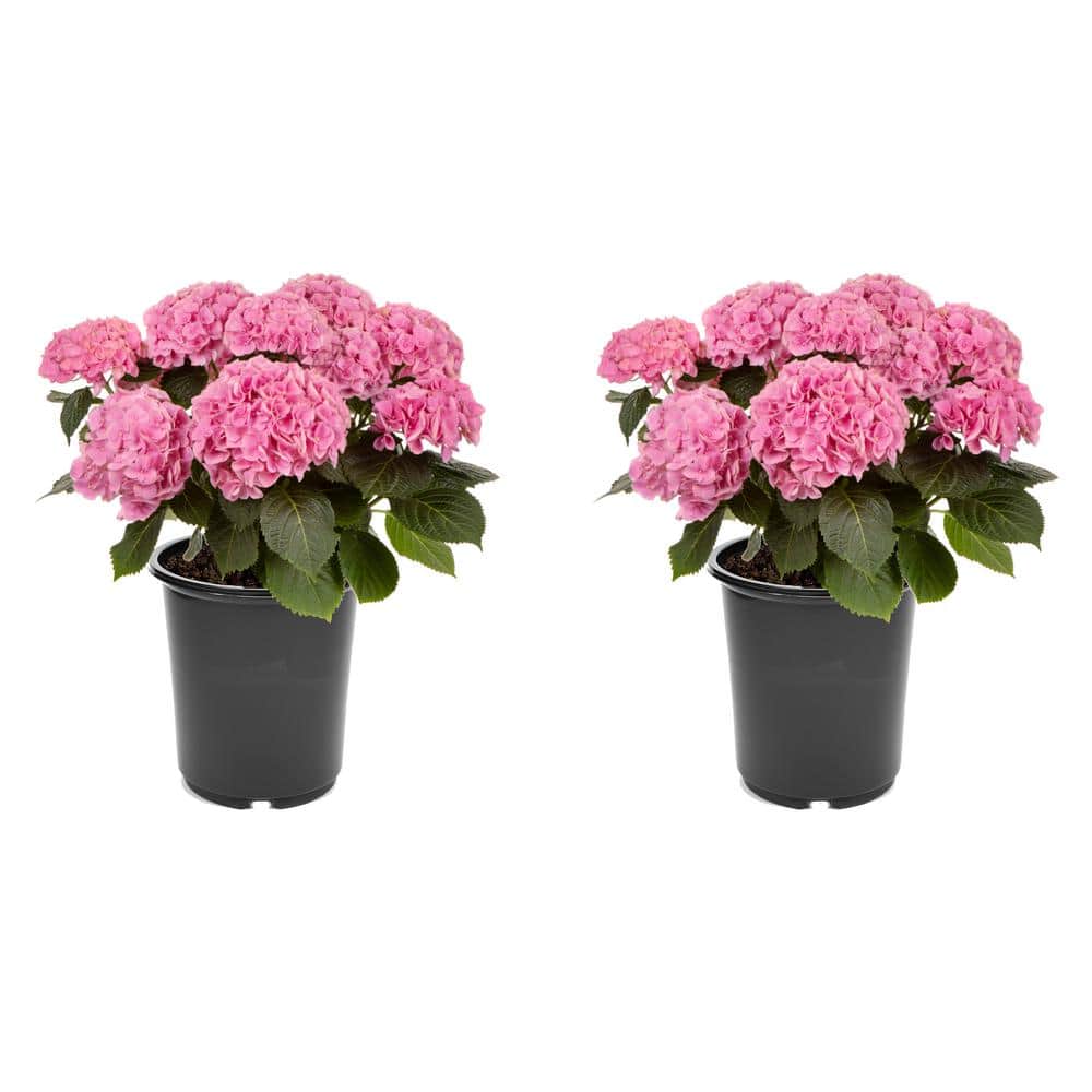 perennials-3074-64_1000.jpg