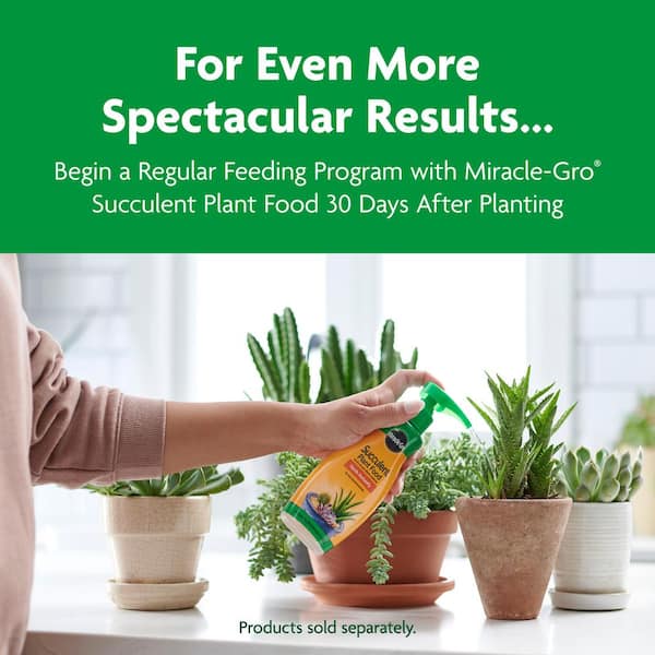 Miracle-Gro Cactus, Palm & Citrus Potting Mix 2-Pack