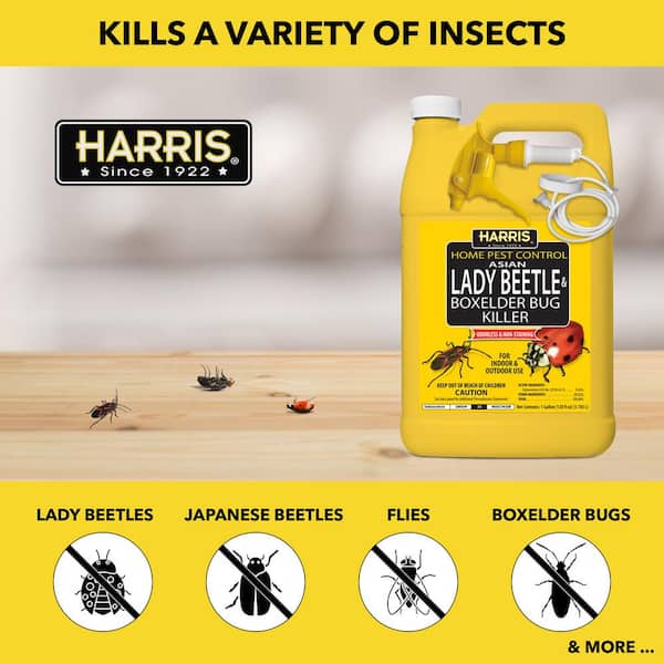 Harris 1 gal. Asian Lady Beetle and Box Elder Bug Killer (3-Pack)