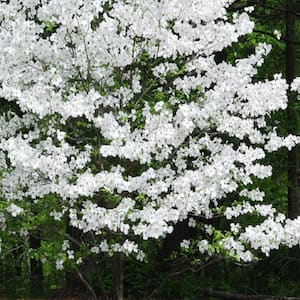 5 Gal. Appalachian White Dogwood Flowering Deciduous Tree with White Flowers