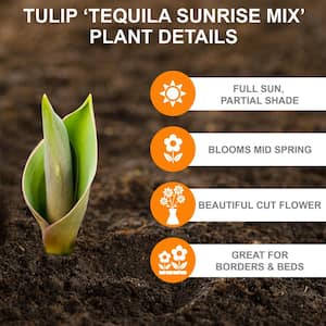 12/+ cm, Tequila Sunrise Mix Darwin Hybrid Tulip Bulbs (Bag of 25)