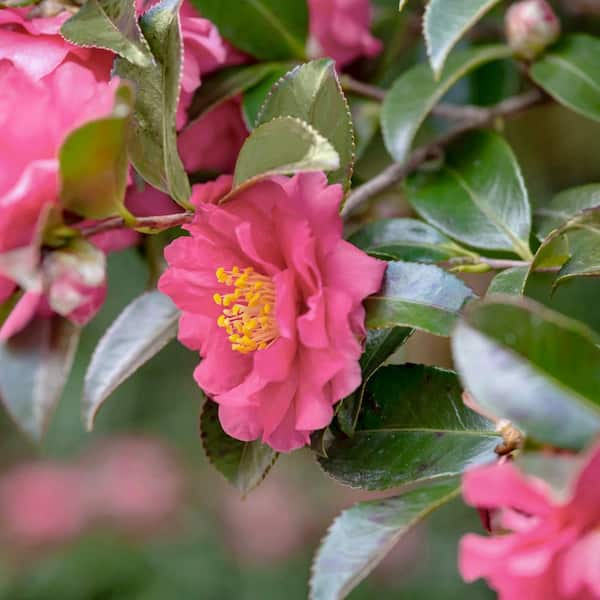 national PLANT NETWORK 1 Gal. Camellia Sasanqua October Magic