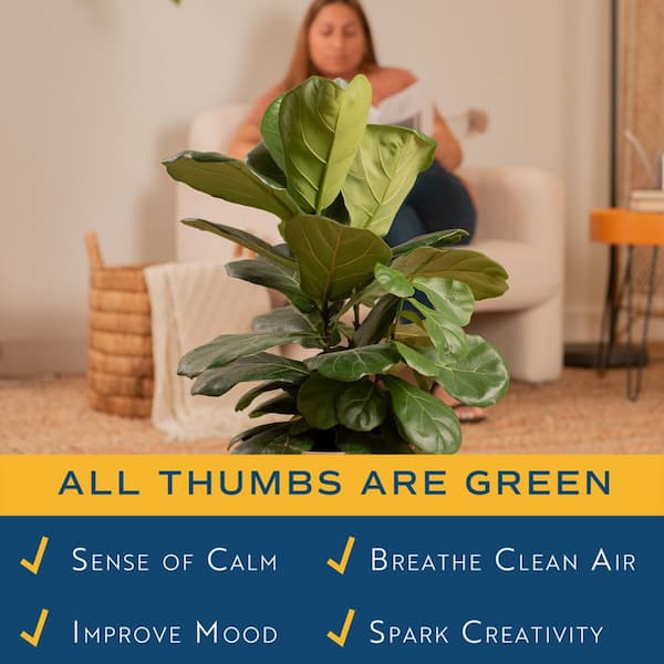 Costa Farms Ficus Lyrata Fiddle Leaf Fig Standard Indoor Plant in 14 in.  Grower's Pot, Average Shipping Height 5-6 ft. Tall XL-6FL-G-POT-01 - The Home  Depot