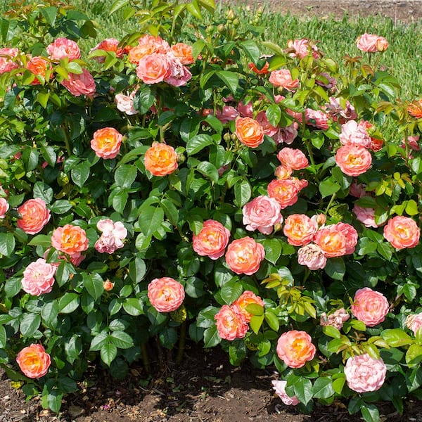 KNOCK OUT 3 Gal. Coral Knock Out Rose Bush with Brick Orange to Pink  Flowers 21308 - The Home Depot